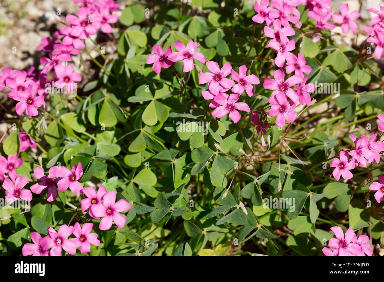 Rosa Sauerklee, Gegliederter Sauerklee, Rosablühender Sauerklee, Oxalis articulata, Oxalis rubra, Pink-sorrel, Pink Woodsorrel, Pink Sorrel, Pink Wood Foto Stock