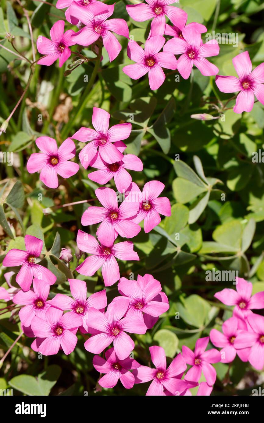 Rosa Sauerklee, Gegliederter Sauerklee, Rosablühender Sauerklee, Oxalis articulata, Oxalis rubra, Pink-sorrel, Pink Woodsorrel, Pink Sorrel, Pink Wood Foto Stock