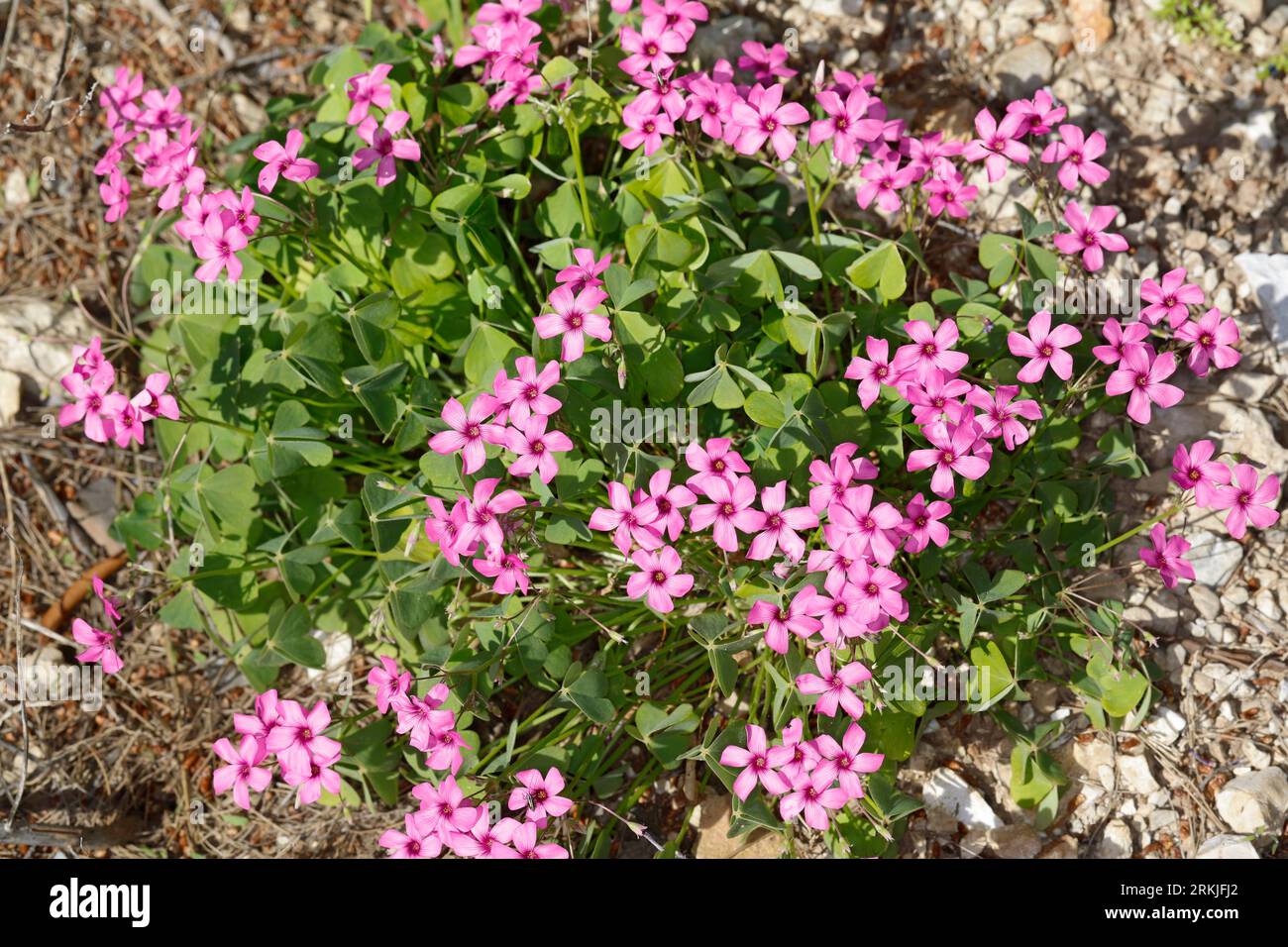 Rosa Sauerklee, Gegliederter Sauerklee, Rosablühender Sauerklee, Oxalis articulata, Oxalis rubra, Pink-sorrel, Pink Woodsorrel, Pink Sorrel, Pink Wood Foto Stock