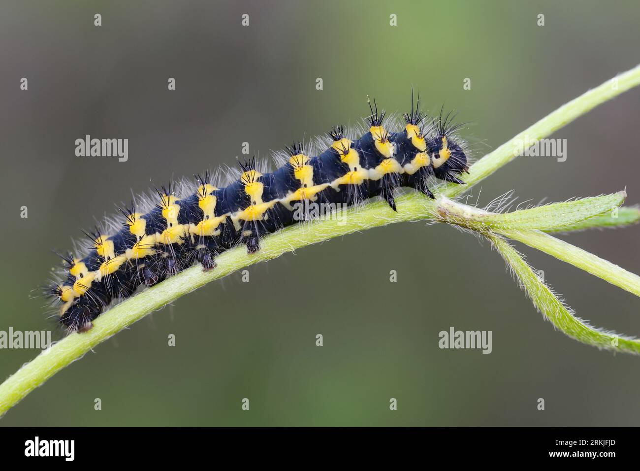 Südliches Kleines Nachtpfauenauge, Ligurisches Nachtpfauenauge, L3-Raupe, Saturnia pavoniella, tarma di seta dell'imperatore meridionale, bruco, le Petit paon Foto Stock