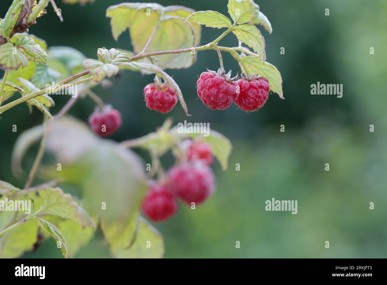 Wilde Himbeere, Himbeere, Himbeeren, Früchte, Beeren, Rubus idaeus, Raspberry, Rasp-berry, la framboise Foto Stock