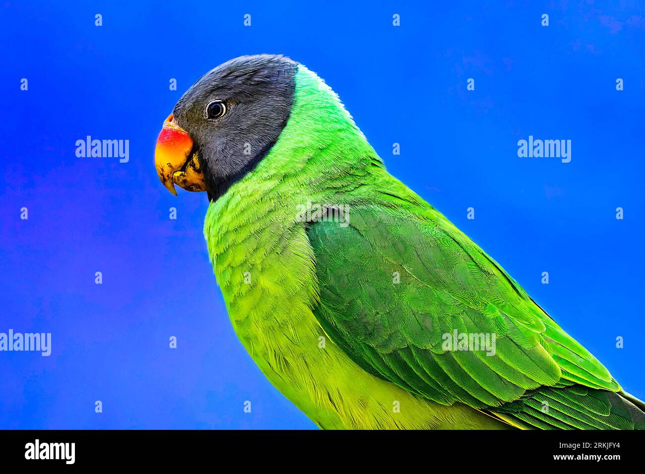 Un vivace parco verde con testa di Slaty arroccato su un ramo su uno sfondo blu Foto Stock