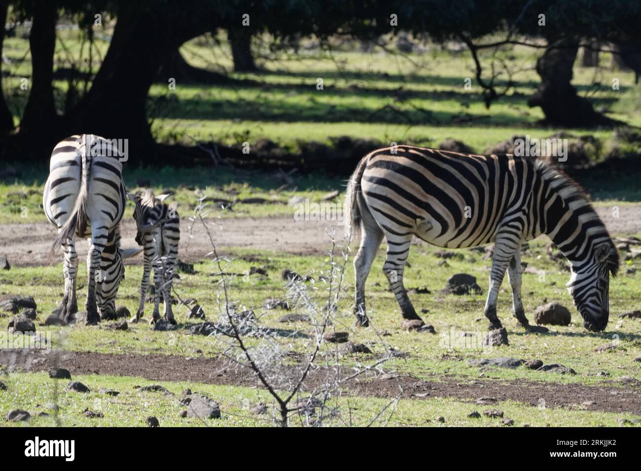 Un branco di zebre che si sgranocchiano tranquillamente su una lussureggiante erba verde in un ambiente panoramico all'aperto. Foto Stock
