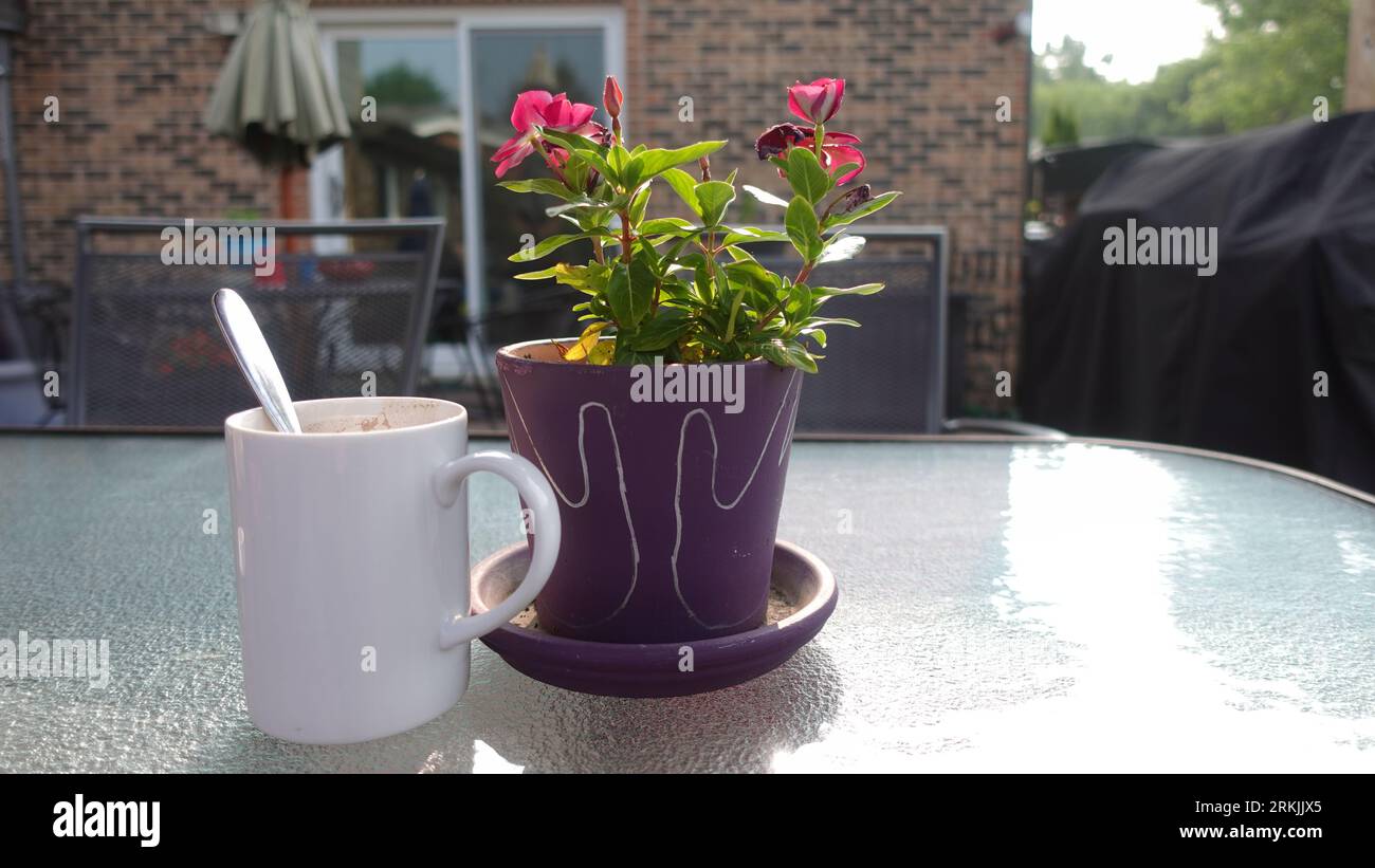 Caffè e una pianta in vaso su un tavolo di vetro: Una scena rinfrescante e invitante Foto Stock