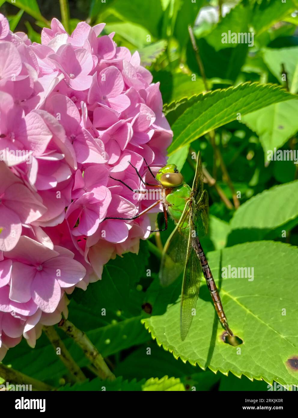 Union Pier, Michigan - Una darner verde comune femmina (Anax junius) su una pianta di ortensia. Foto Stock