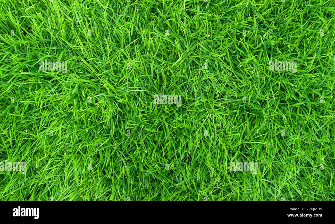 Consistenza in erba verde. Sfondo naturale. Foto Stock