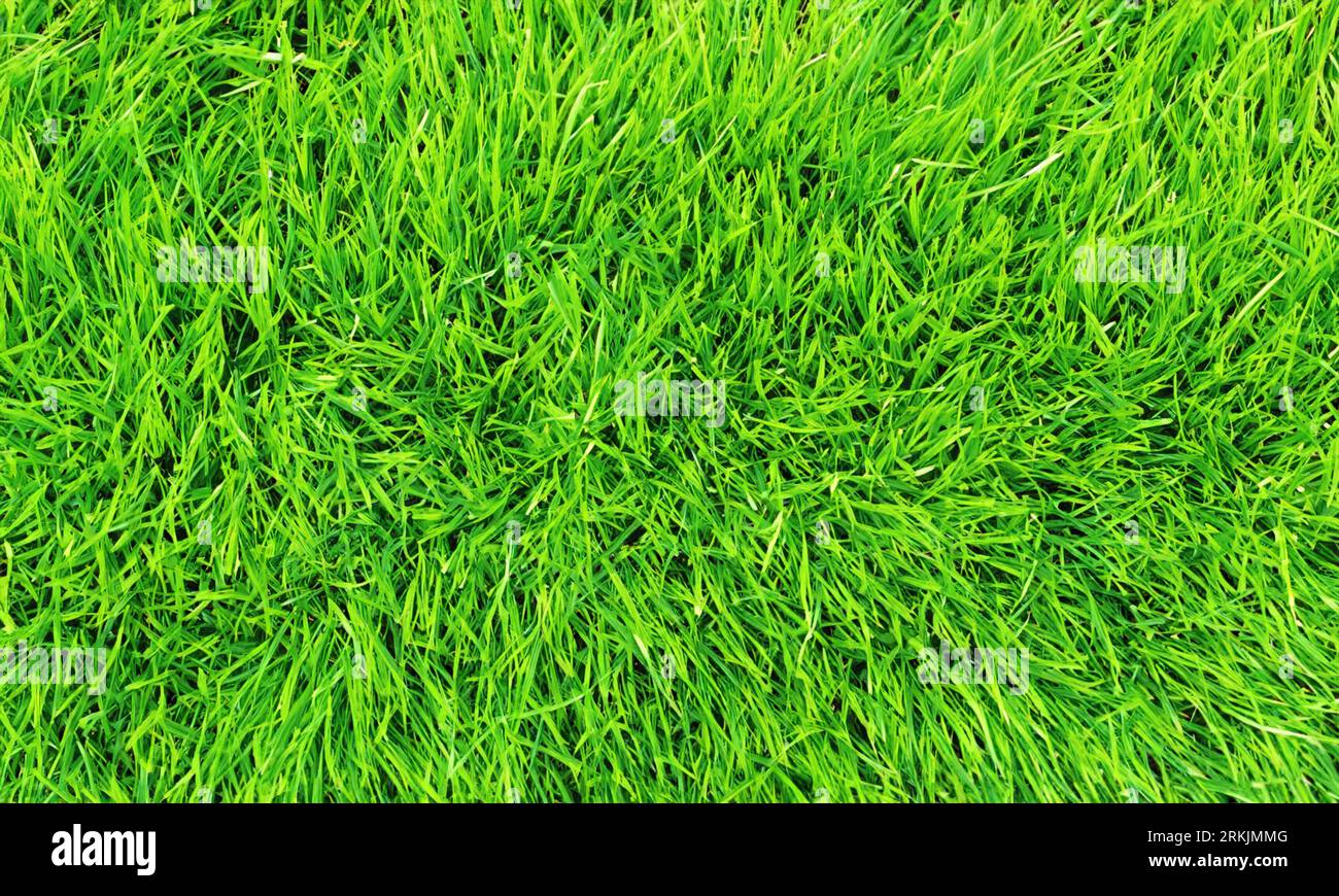 Consistenza in erba verde. Sfondo naturale. Foto Stock