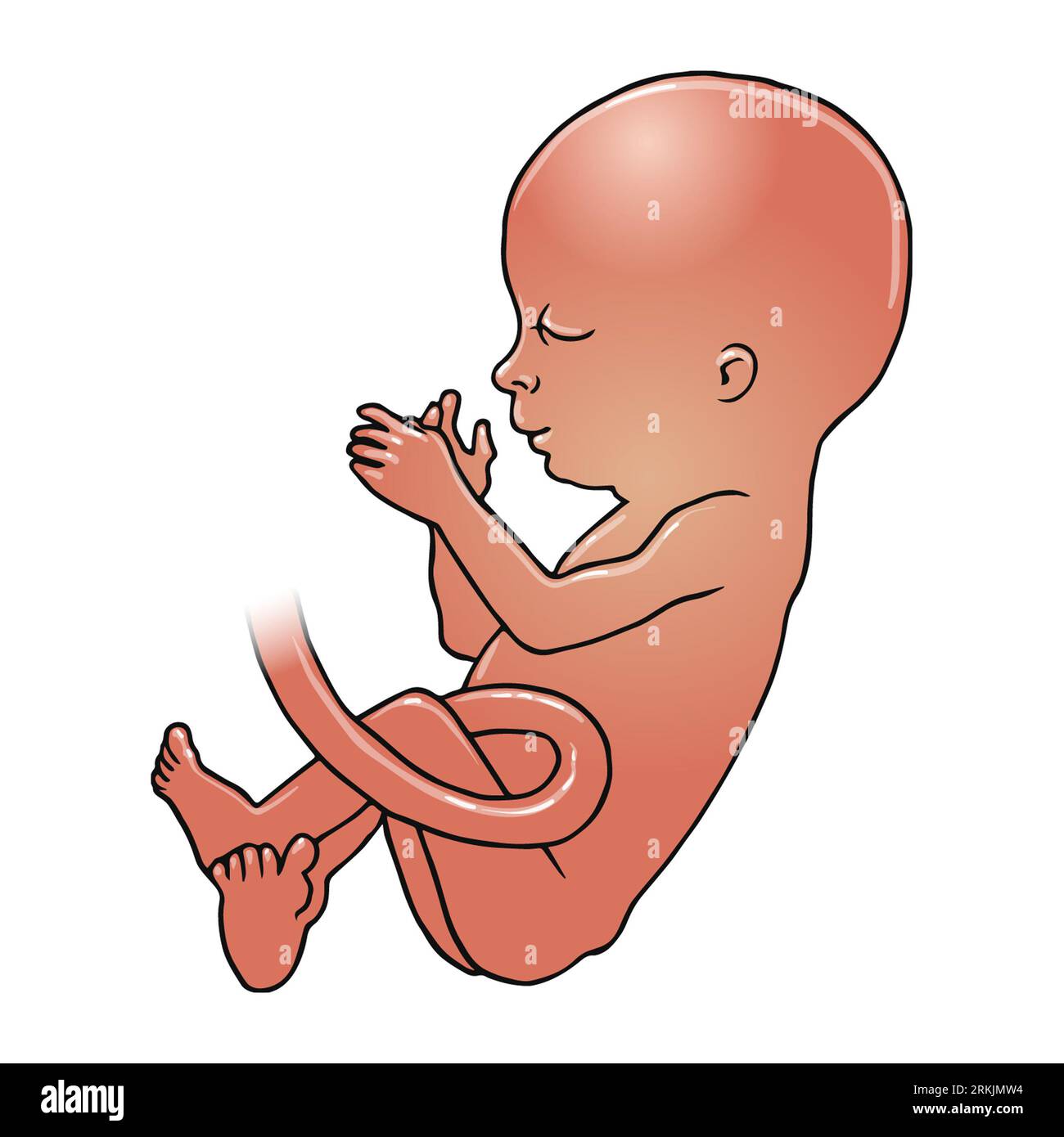 Arte del feto neonato dalla pelle scura tra le 23-28 settimane, fine del secondo trimestre, inizio del terzo trimestre, gravidanza, sviluppo feto, Foto Stock