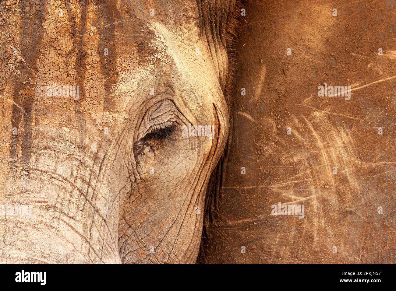 Elefante africano (Loxodonta africana), dettaglio della testa, Parco Nazionale dello Tsavo, Kenya, Africa Foto Stock