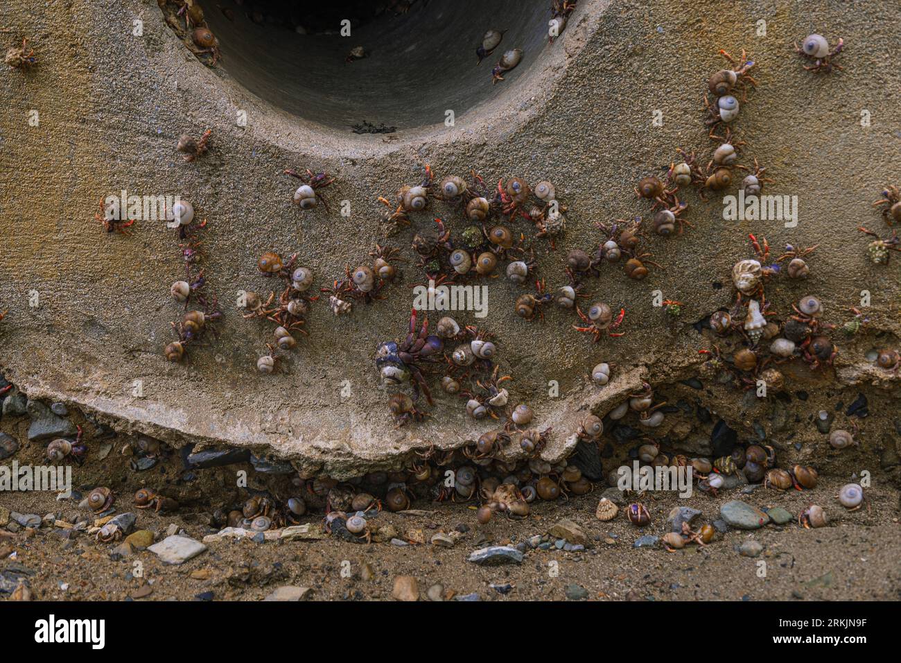 Un gruppo di granchi soldato si radunano intorno a un buco nella sabbia, fornendo un vivido contrasto di colori con l'ambiente pallido della spiaggia Foto Stock