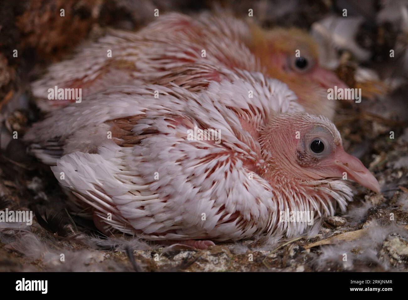Pulcini di piccioni selvatici nel villaggio Fam vicino ad Assuan, Egitto Foto Stock