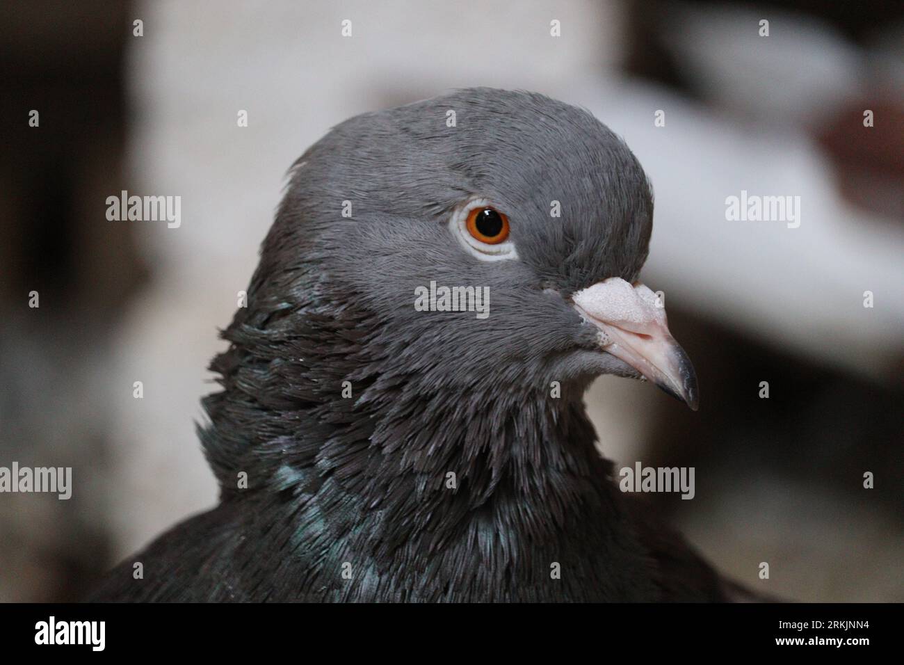 Piccioni selvatici nel villaggio di Fam vicino ad Assuan, Egitto Foto Stock