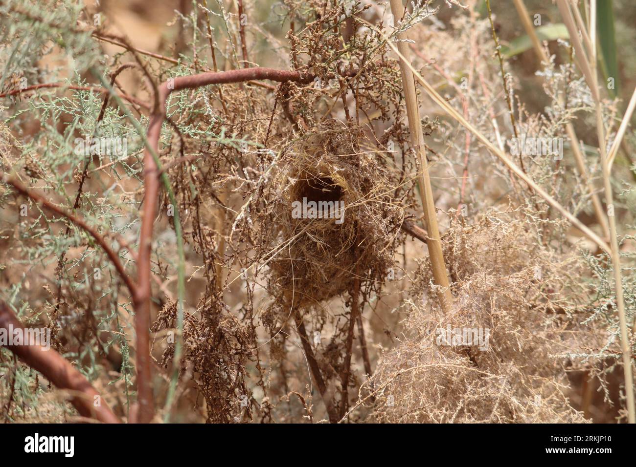 Un nido di uccello sull'albero dei tamarik Foto Stock
