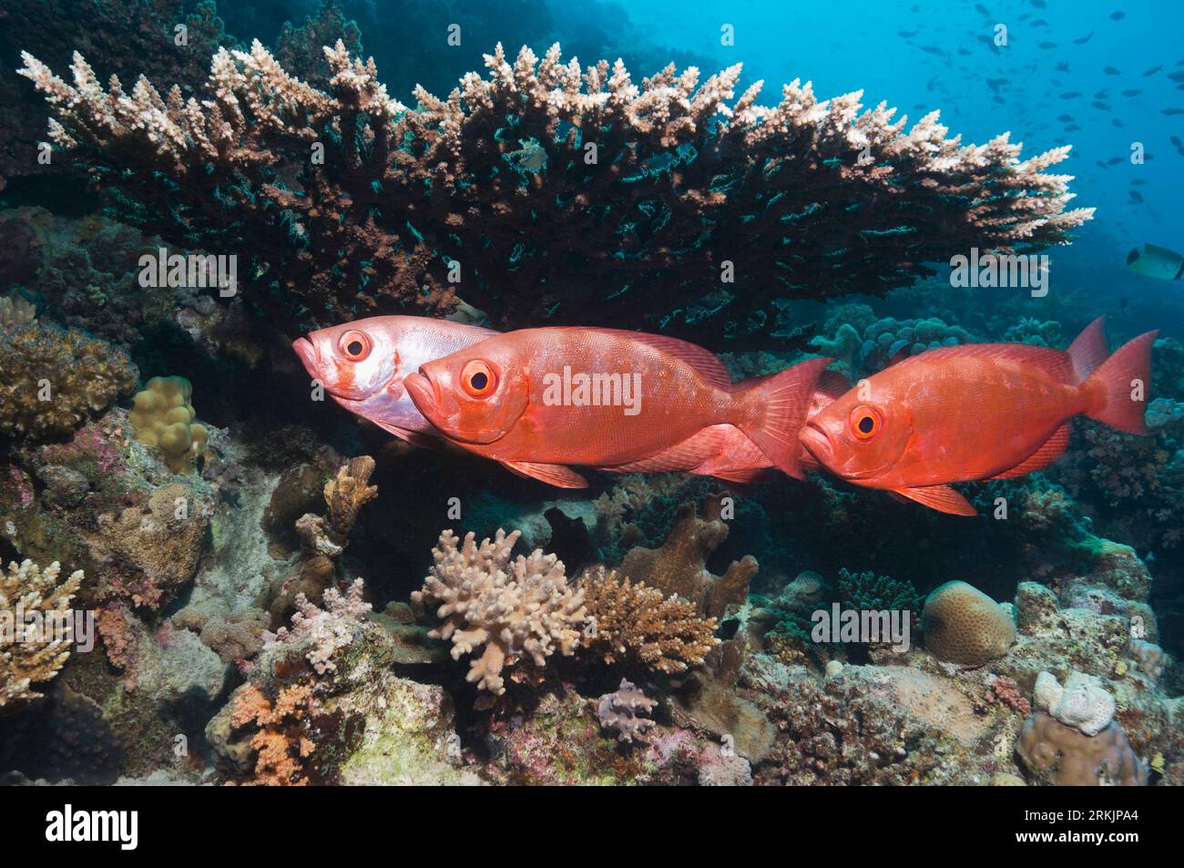 Occhio grande o occhio a occhiale (Priacanthus hamrur). Mar Rosso, Egitto. Foto Stock