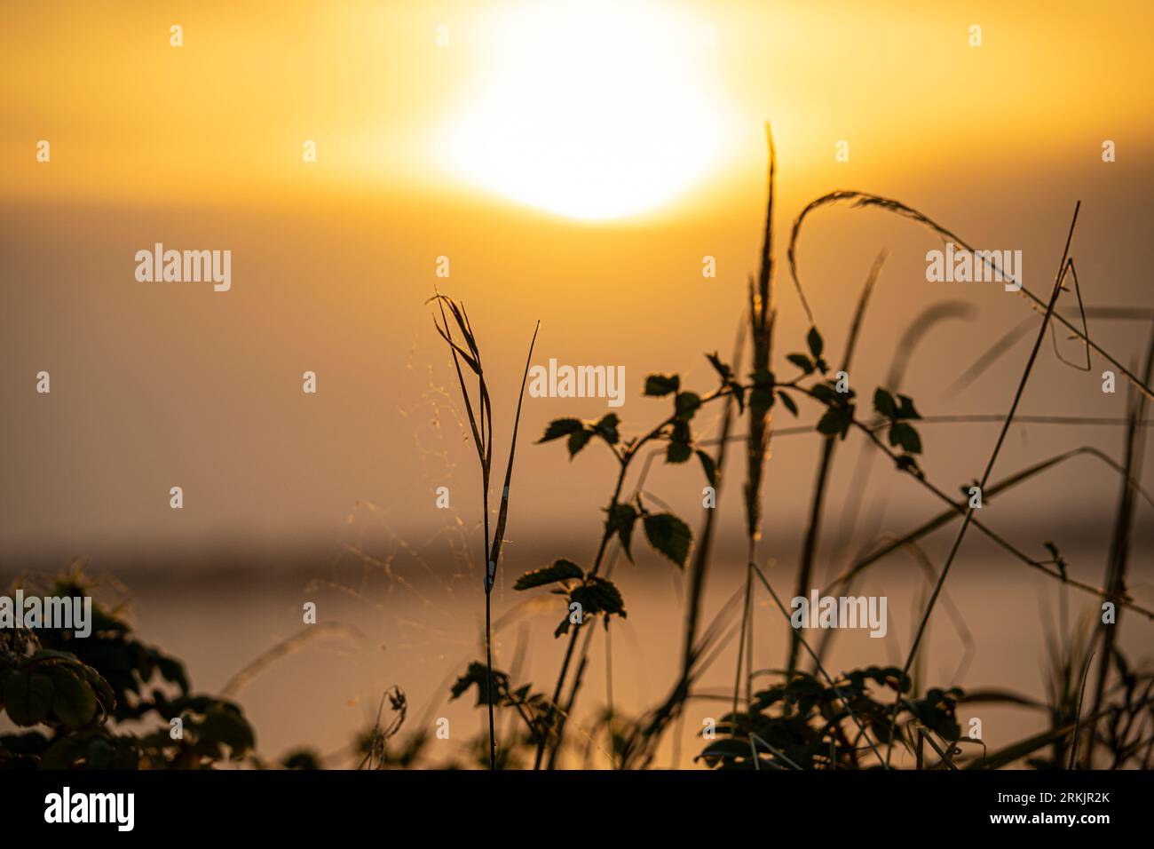 erba, alberi, foresta, carta da parati fotografica Foto Stock
