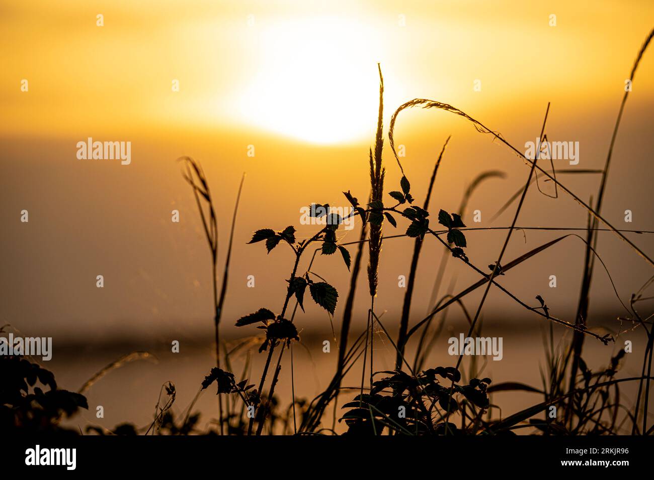 erba, alberi, foresta, carta da parati fotografica Foto Stock