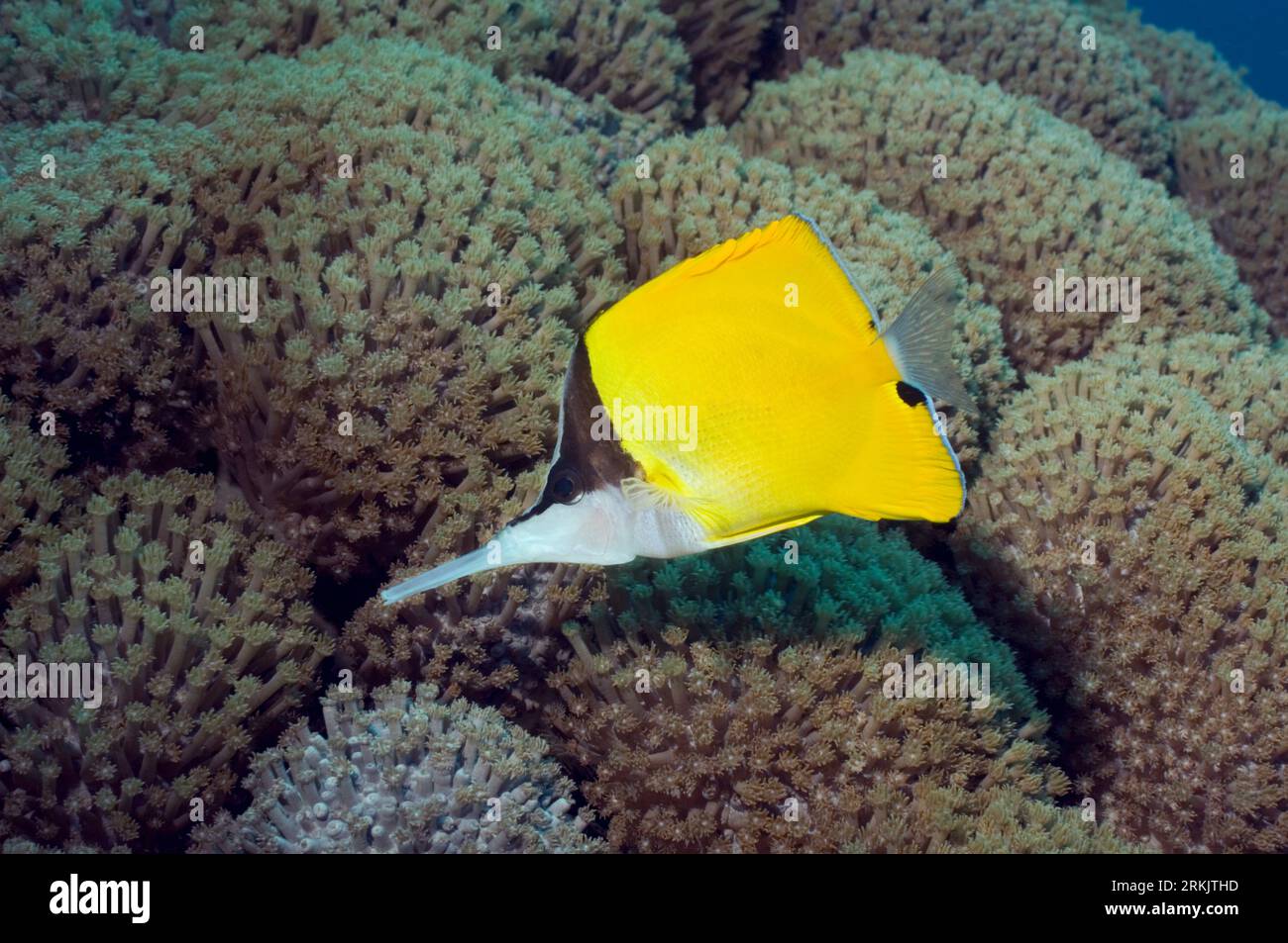 A becco lungo (butterflyfish Forcipiger flavissimus). Bunaken NP, Nord Sulawesi, Indonesia. Foto Stock