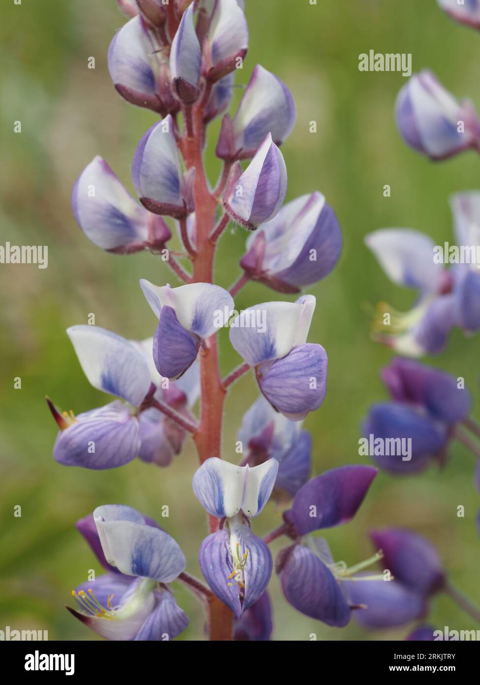 Il fiore di lupino viola cresce nel prato (maggio). Nome scientifico: Lupinus perennis. Famiglia: Fabaceae (legume). Ordine: Fabales. Regno: Plantae. Foto Stock
