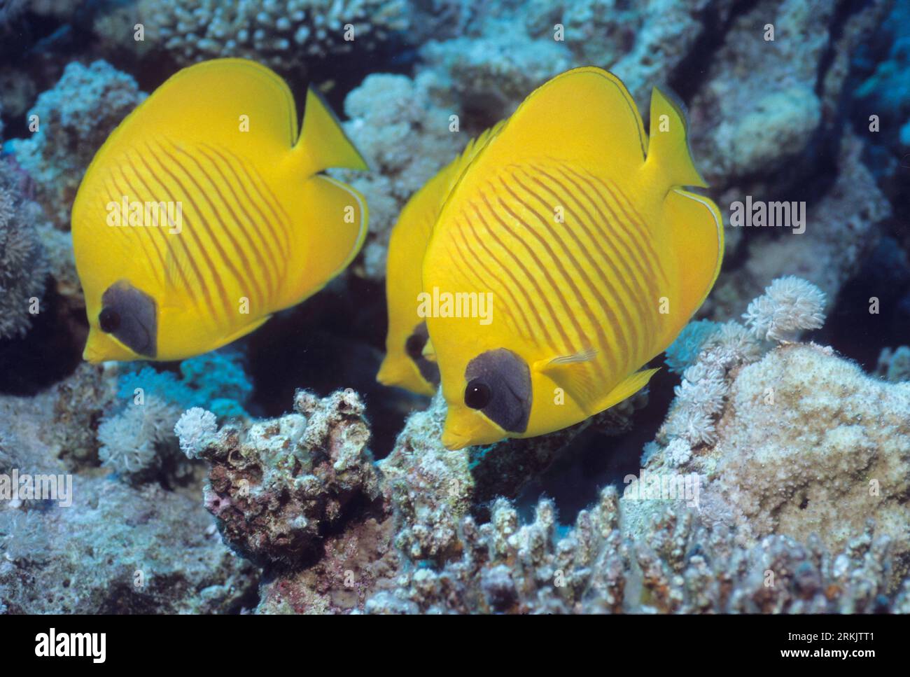 Pesce farfalla dorato (Chaetodon semilarvatus). Mar Rosso, Egitto. Foto Stock