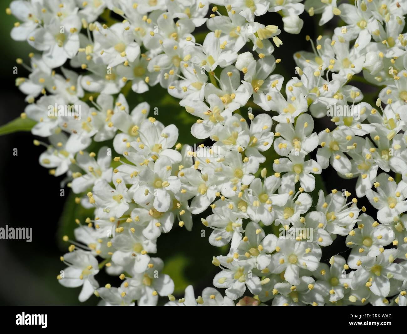 Viburnum lentago (primo piano). Nome scientifico: Viburnum lentago. Famiglia: Adoxaceae. Ordine: Dipsacales. Regno: Plantae. Foto Stock