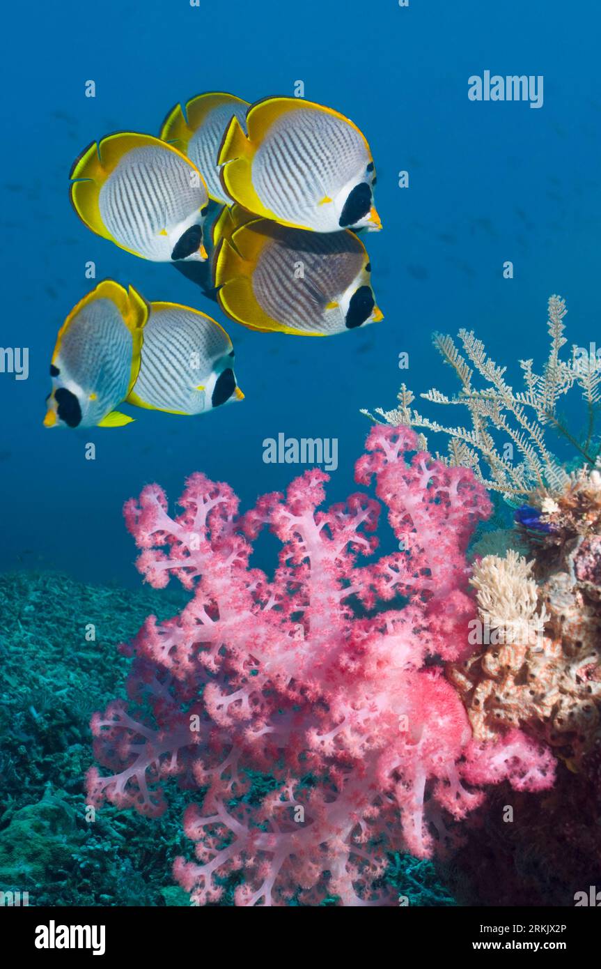 Panda butterflyfish con coralli morbidi. Mare delle Andamane, Thailandia. Foto Stock