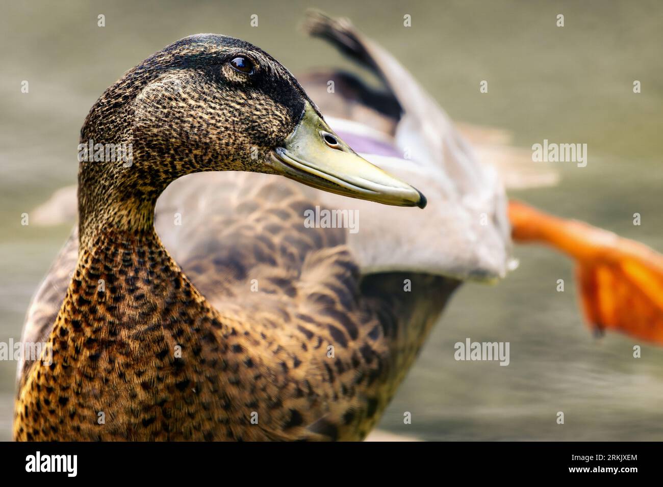 Un'anatra si trova in uno stagno o in un lago con il becco chiuso in una posa curiosa Foto Stock