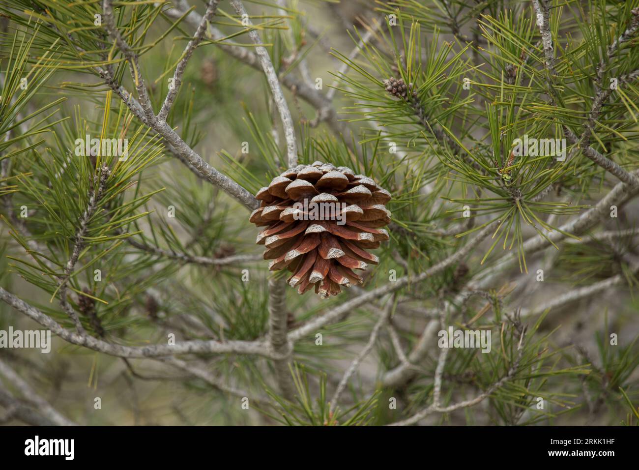 Coni di pino con luci solari e ombre Foto Stock