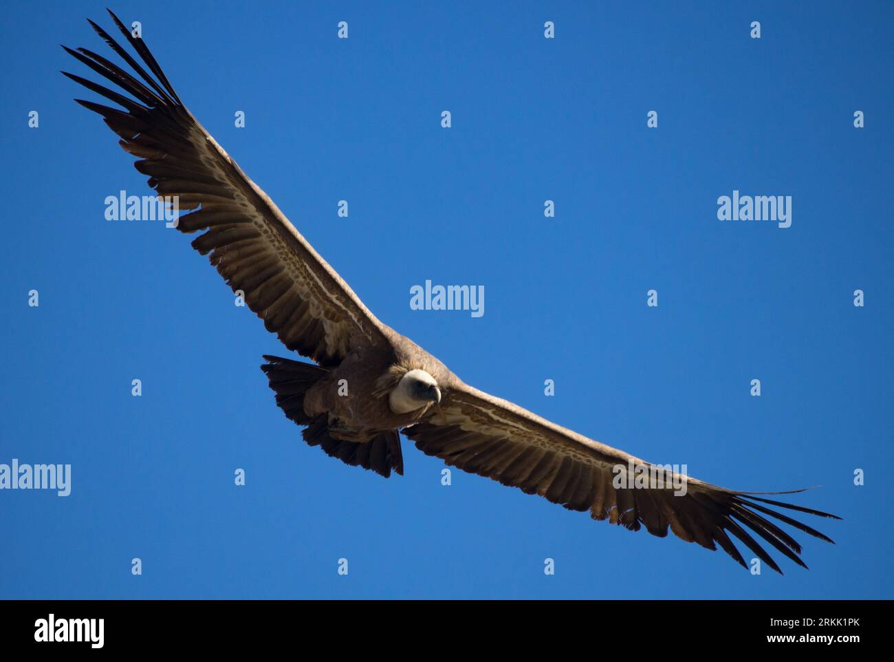 Avvoltoio Griffon che vola nel Parc Natural dels Voltors, Alcoy Foto Stock