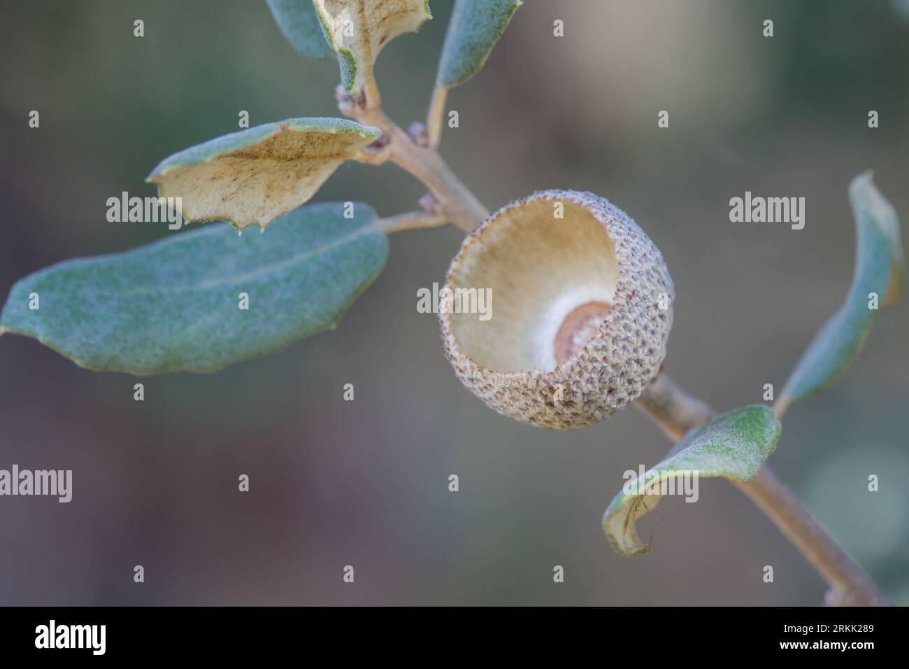 Macrofotografia del ramo di quercia e dell'involucro di supporto della ghianda vuota Foto Stock
