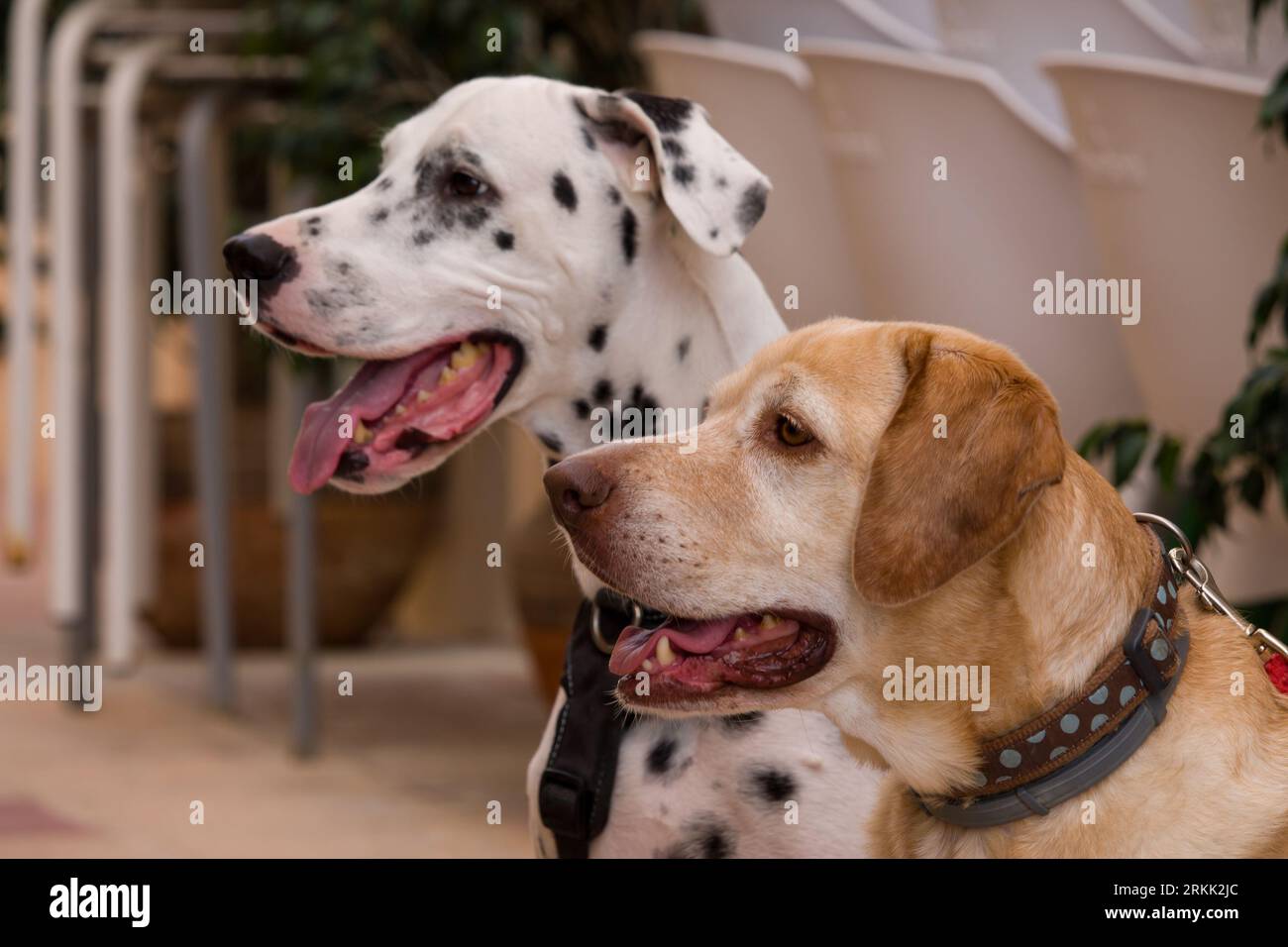 due cani impazienti in attesa di ricevere il loro regalo Foto Stock