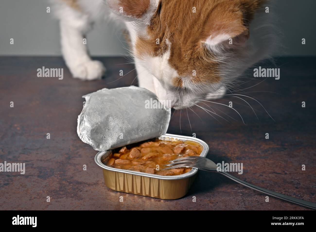 Tabby Cat Loking curioso di scoprire il pacchetto aperto di alimenti per animali domestici umidi con forchetta sul tavolo. Foto Stock