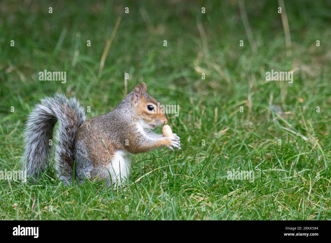 Maidenhead, Berkshire, Regno Unito. 25 agosto 2023. Uno scoiattolo grigio (Sciurus carolinensis) in un parco a Maidenhead, nel Berkshire, stuzzica su un noce di scimmia lasciato nel parco. Credito: Maureen McLean/Alamy Live News Foto Stock