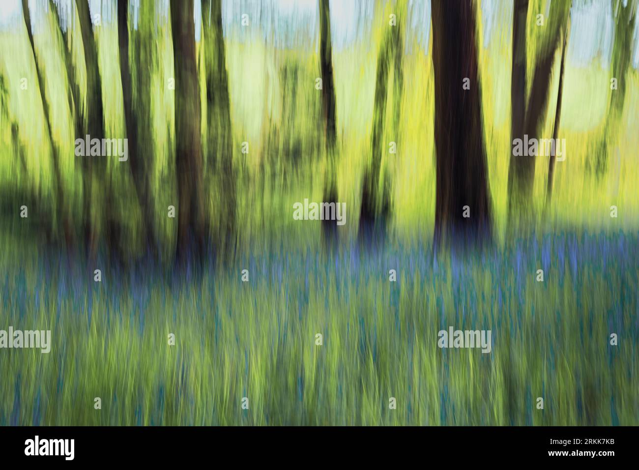 Linee ondulate di blu, verde, giallo e marrone create dall'Involional camera Movement (ICM) in un bosco di campanili inglesi. Foto Stock