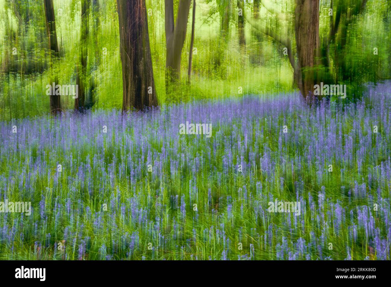 Immagine astratta dei boschi di bluebell nel Derbyshire, in Inghilterra. Esposizione multipla combinata con il movimento intenzionale della fotocamera (ICM). Foto Stock