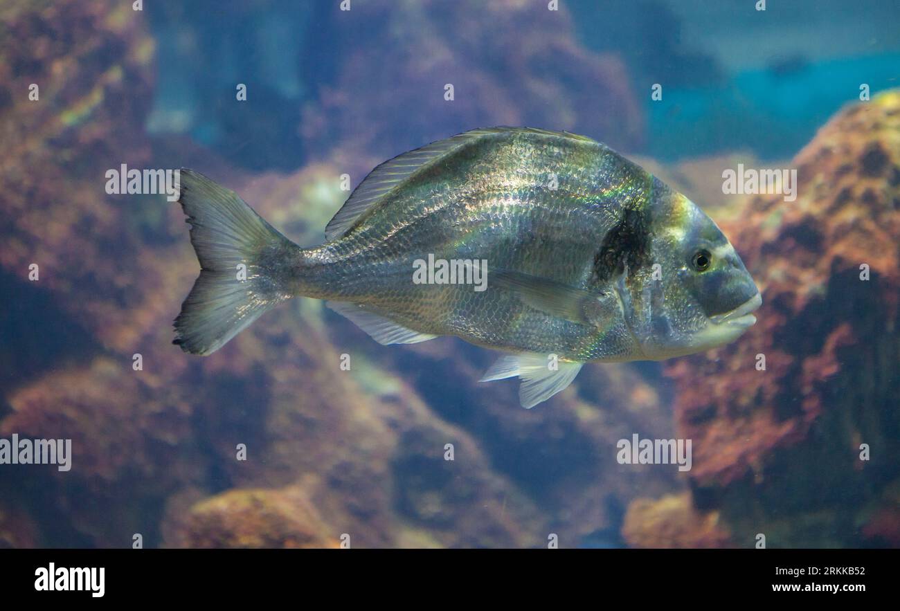 Orata dalla testa dorata o Sparus aurata che nuota da sola Foto Stock