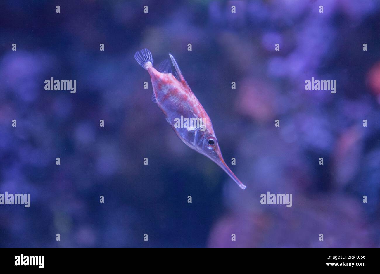 Pesci cecchino a spina lunga o Macroramphosus Scolopax che nuotano da soli Foto Stock