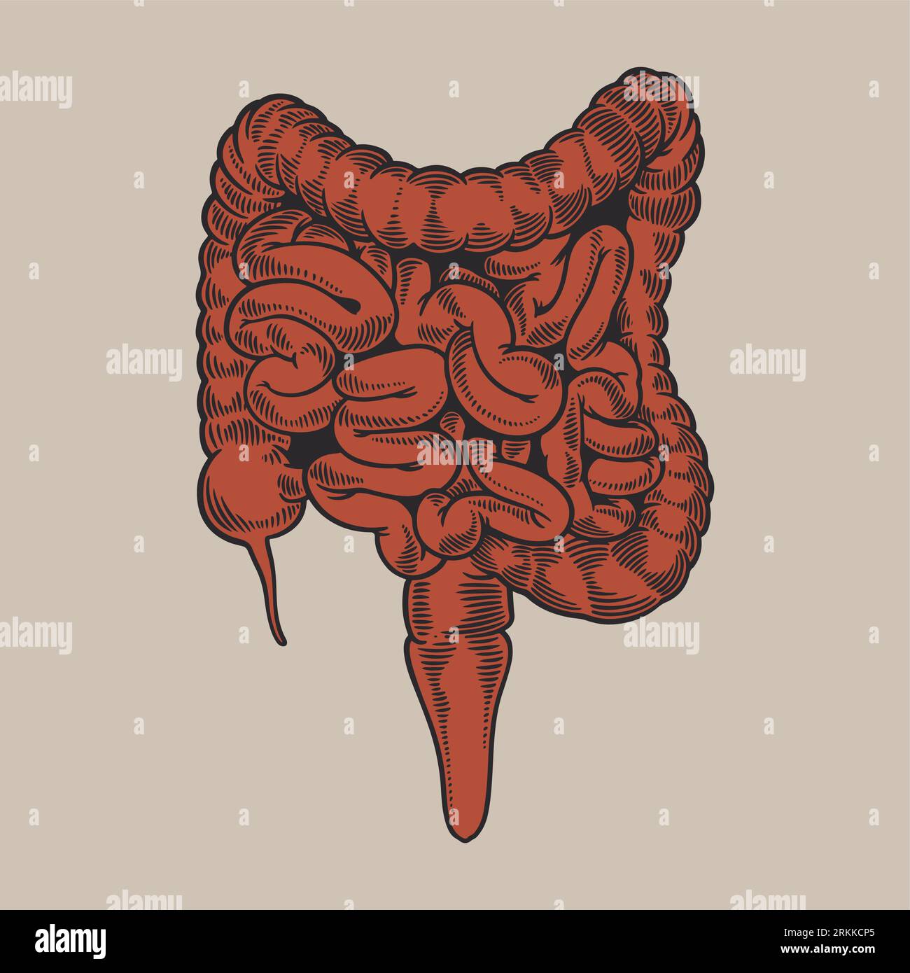 Intestine, vintage engraved illustration. Human anatomy large and small intestine hand drawn old retro style. Internal organs concept. Vector illustra Illustrazione Vettoriale