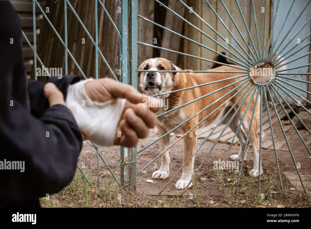 Il cane Alabai morse la mano dell'uomo. Mano umana bendata dopo il concetto di morso di cane di cura degli animali e prevenzione della rabbia Foto Stock