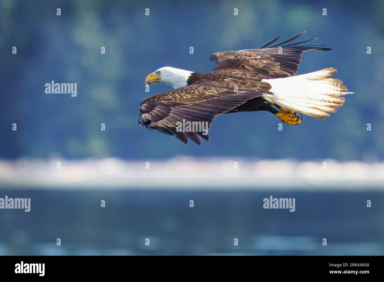 Aquila calva adulta (Haliaeetus leucocephalus) che vola lungo la costa nel Knight Inlet, territorio delle prime Nazioni, territori tradizionali del Kwakwak Foto Stock