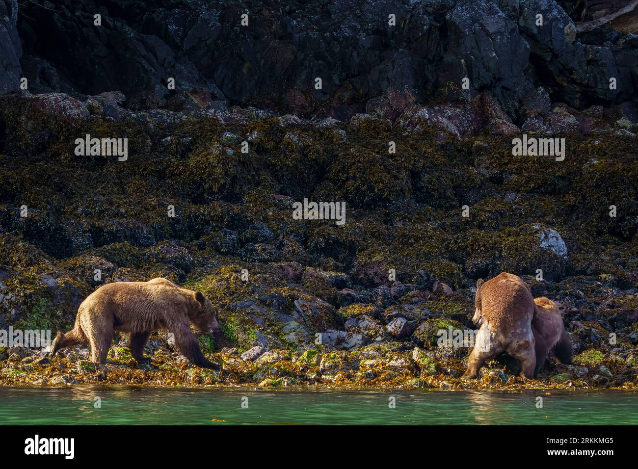 Grande orso grizzly costiero maschile (Ursus arctos horribilies) che cammina verso una coppia di accoppiamento durante la bassa marea vicino a Glendale Cove nella splendida Knigh Foto Stock