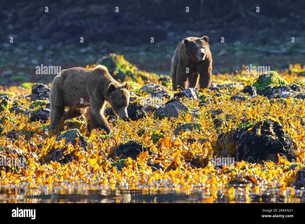 Orsi grizzly femminili e maschili nella baia di Siwash durante la bassa marea nella splendida baia di Knight Inlet, territorio delle prime Nazioni, territori tradizionali del Kwakwaka Foto Stock