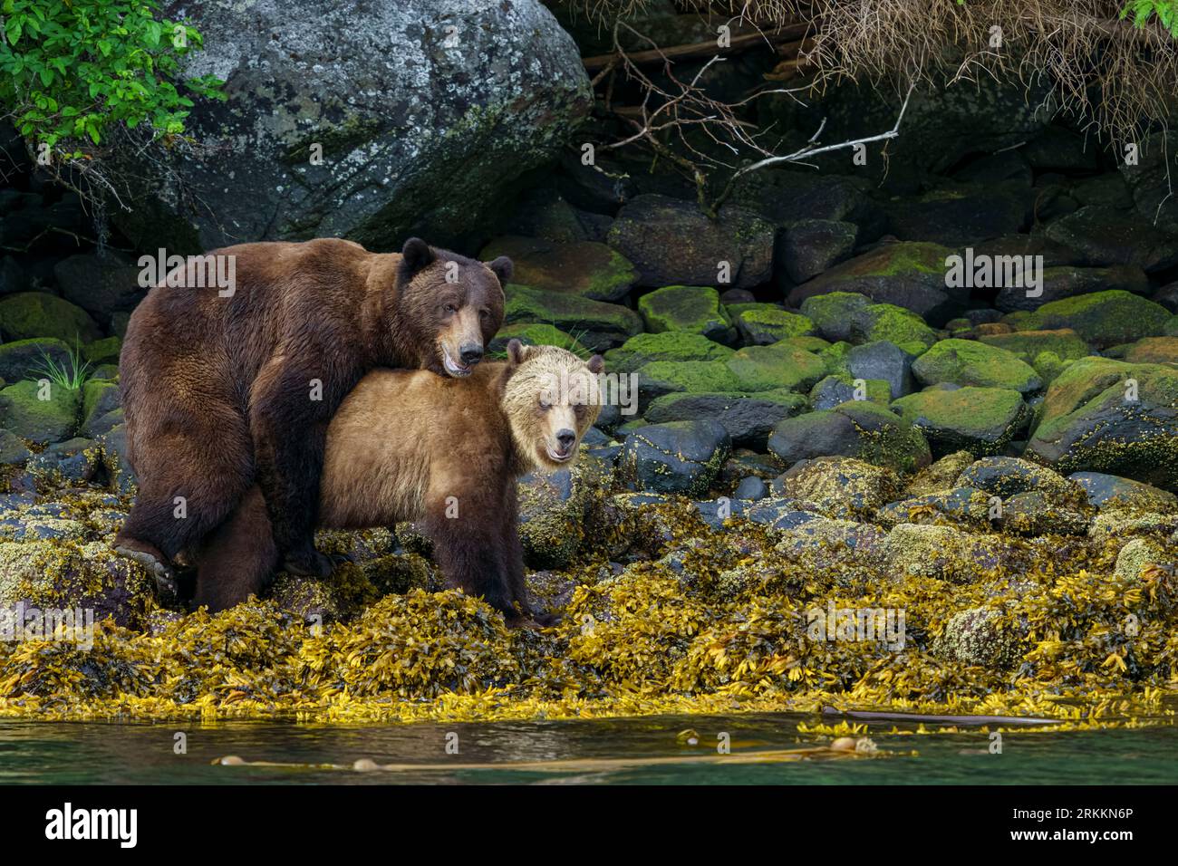Abbraccio di grandi orsi, orsi grizzly (Ursus arctos horribilis) che si accoppiano lungo la costa della bassa marea nella splendida insenatura dei Cavalieri, territorio delle prime Nazioni, Traditio Foto Stock