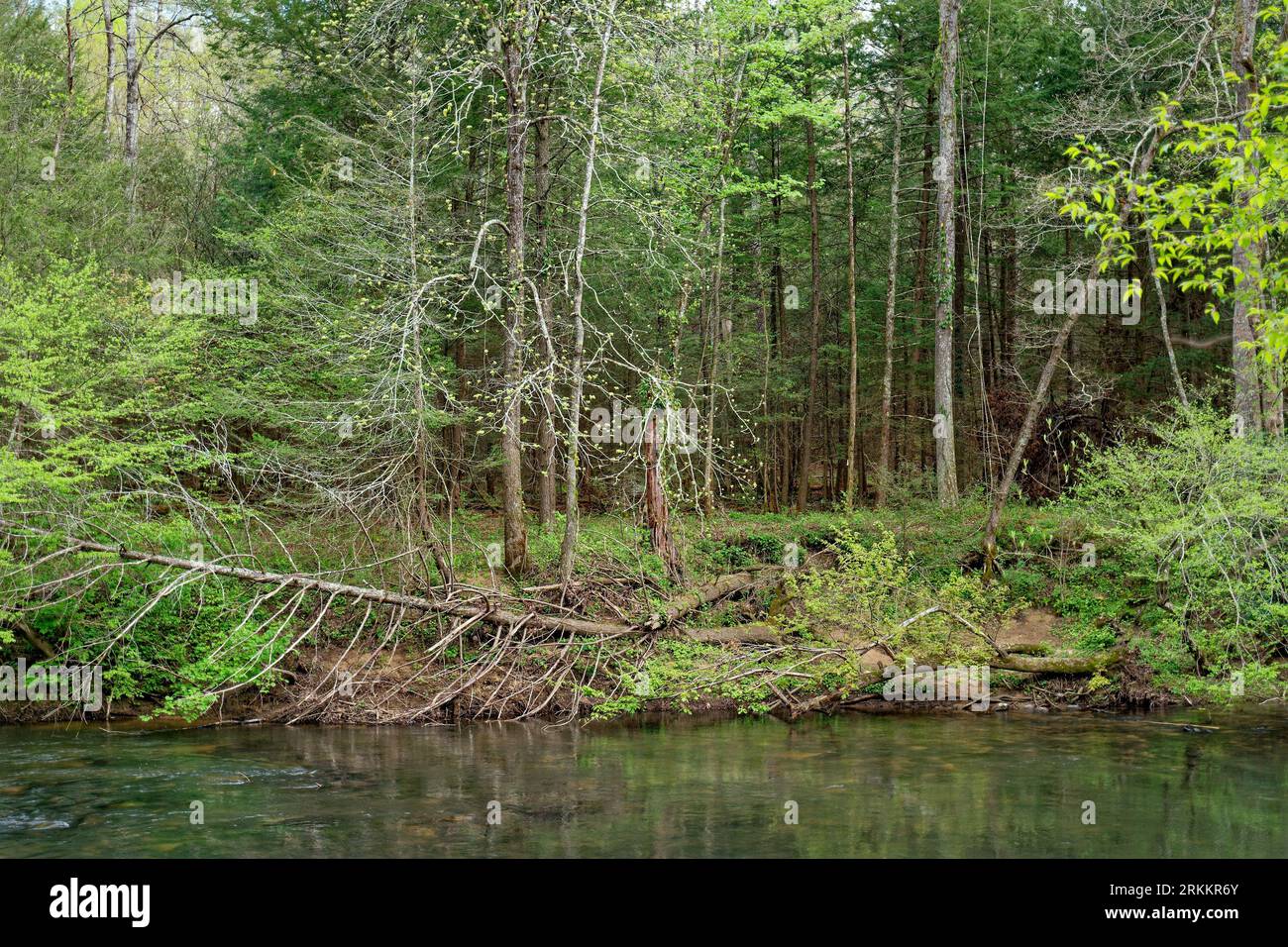 Daddys creek, Tennessee, con una lenta corrente lungo il litorale con alberi caduti nella foresta e ogni sfumatura di verde in primavera Foto Stock