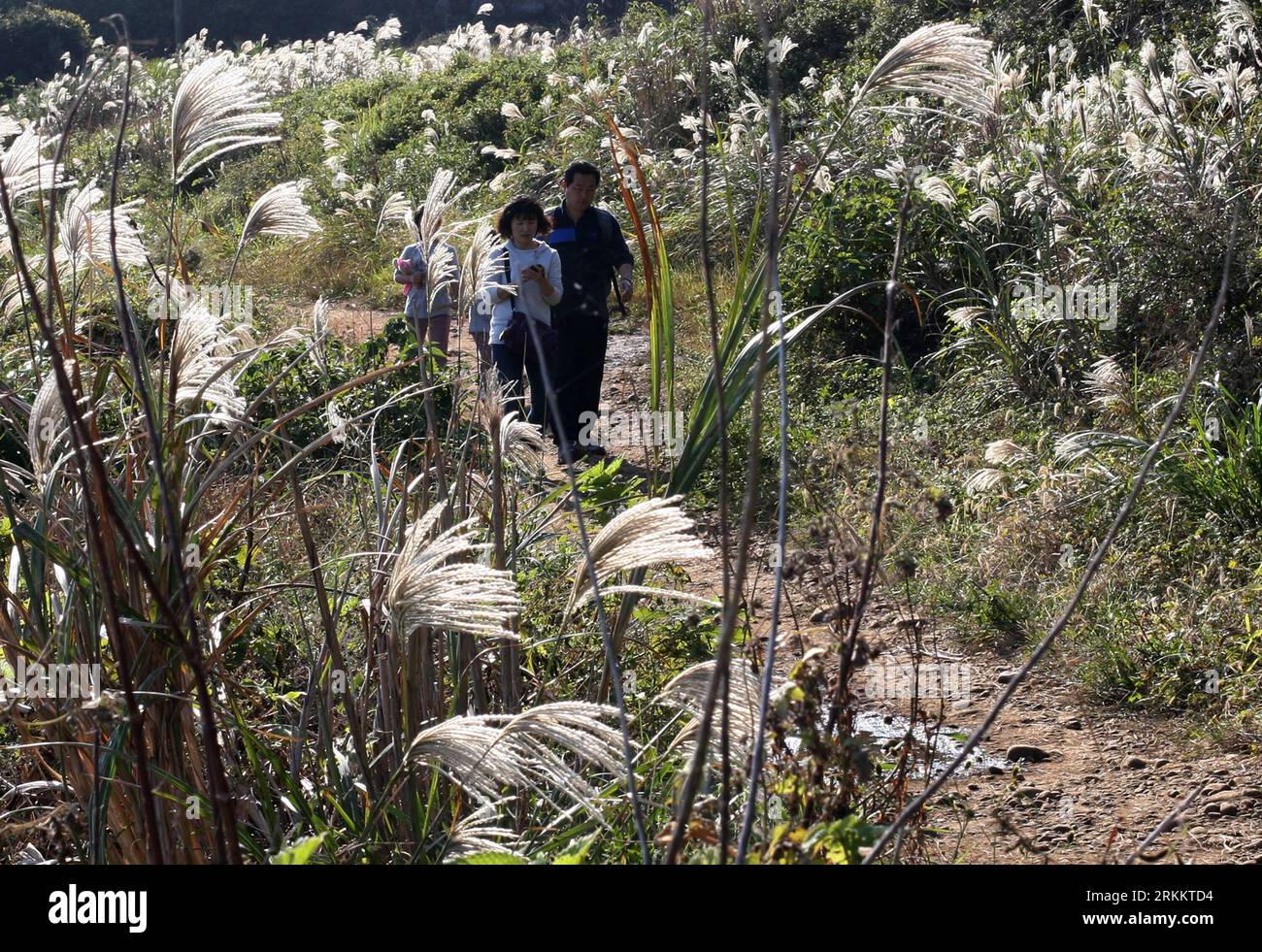 Bildnummer: 56275050 Datum: 12.11.2011 Copyright: imago/Xinhua (111113) -- JEJU, 13 novembre 2011 (Xinhua) -- i turisti camminano lungo il sentiero n. 7 di Olle durante il Jeju Olle Walking Festival 2011 nella città di Seogwipo nell'isola di Jeju, Corea del Sud, 12 novembre 2011. n The World il 12 novembre. (Xinhua/Park Jin Hee) (qs) COREA DEL SUD-JEJU-OLLE-TOURISM PUBLICATIONxNOTxINxCHN Reisen Südkorea xjh x2x 2011 quer o0 Wanderweg Weg 56275050 Data 12 11 2011 Copyright Imago XINHUA Jeju Nov 13 2011 i turisti di XINHUA camminano lungo il sentiero n. 7 di Olle durante il Jeju Olle Walking Festival 2011 nella Foto Stock