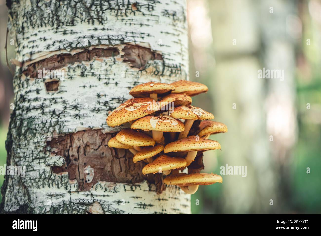 L'ifoloma fasciculare cresce sulla betulla Foto Stock