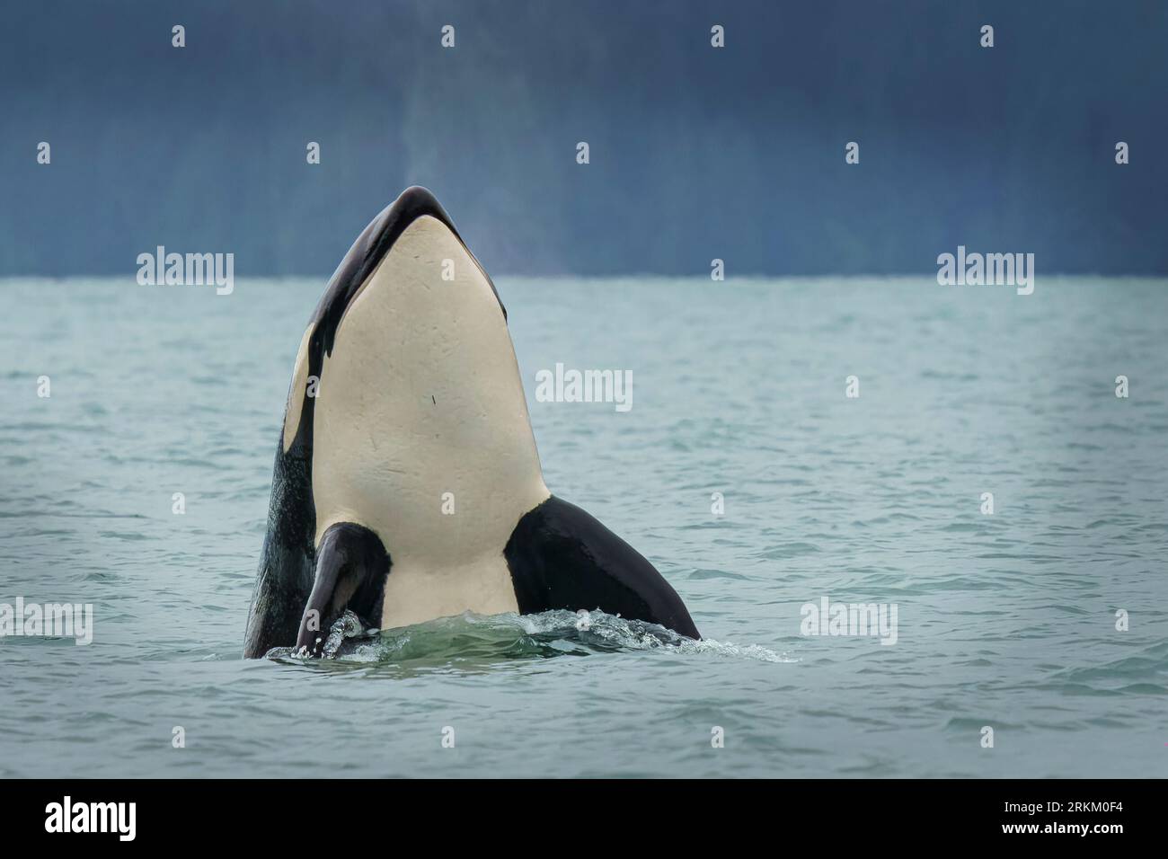 Biggs Killer Whale (T046B) (Orcinus orca) spy-hopping in Knight Inlet, territorio delle prime Nazioni, territori tradizionali del popolo Kwakwaka'wakw, B. Foto Stock