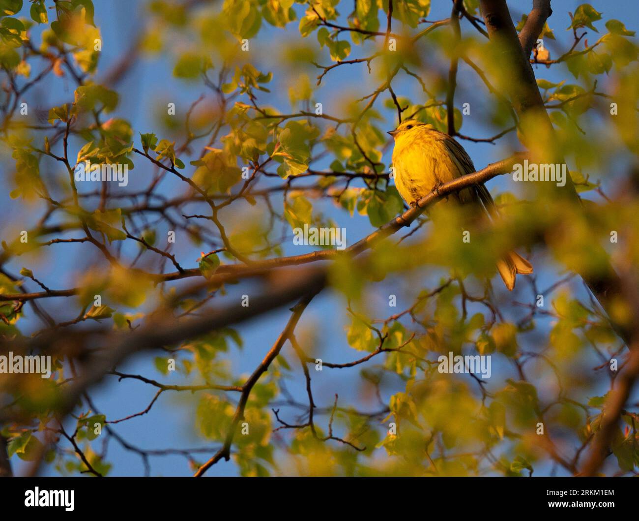 Bunting Birds of Europe Foto Stock