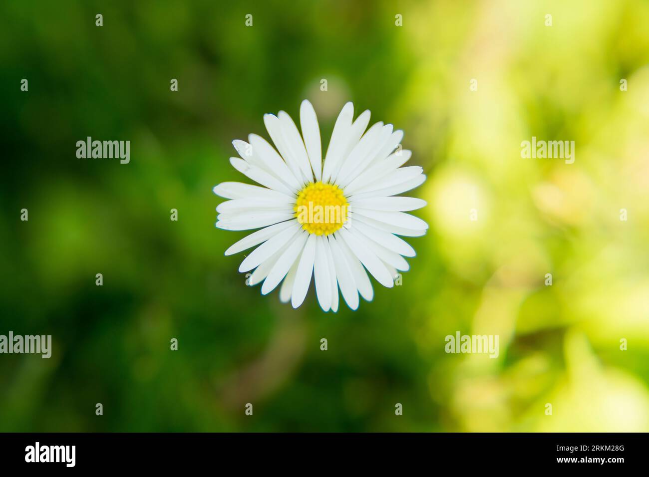 fotografia macro girasoli, margherite, vespa, amaro, bumblebee, Foto Stock