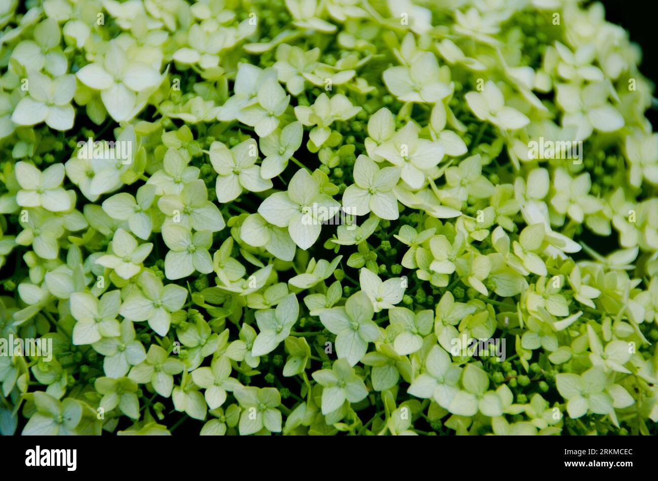 Fiori di ortensia verde pallido da vicino messa a fuoco selettiva natura floristica, botanica fotografistica Foto Stock