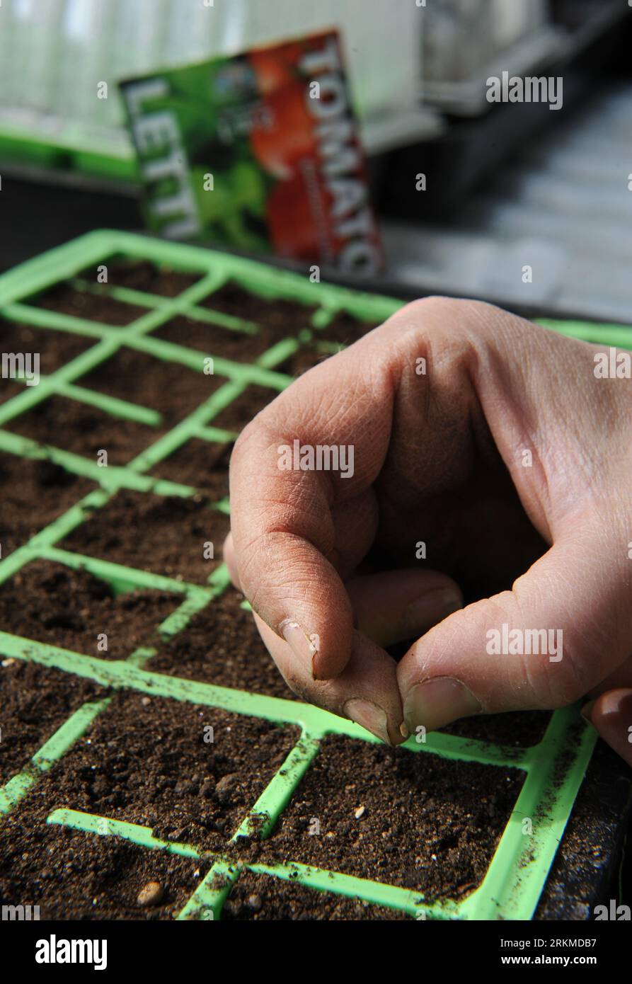 Giardiniere femminile che cucisce semi in moduli di semi UK Foto Stock